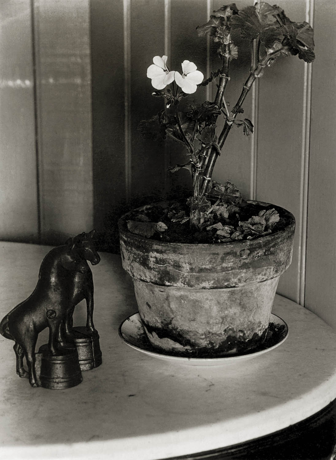 Consuelo Kanaga (American, 1894-1978) 'House Plant' 1930
