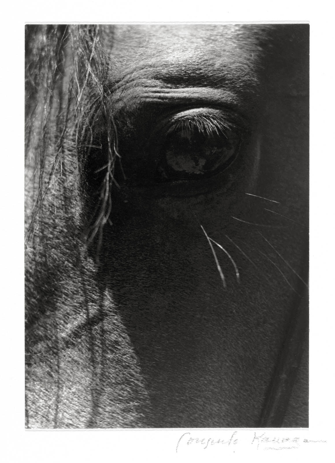 Consuelo Kanaga (American, 1894-1978) 'Horse's Eye' 1930s